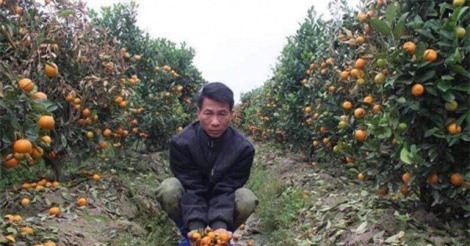 Hàng trăm cây quất bán Tết bị phá hoại, nông dân khóc hết nước mắt
