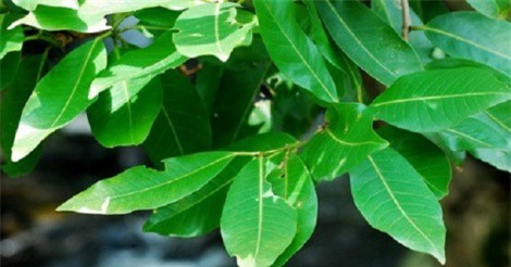 Công dụng thanh nhiệt "thần kỳ" của nước lá vối