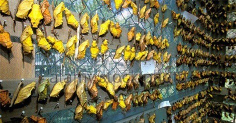 Kỳ lạ đất nước dùng bươm bướm thay tiền