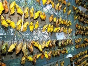 Kỳ lạ đất nước dùng bươm bướm thay tiền