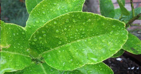 Bất ngờ với công dụng chữa bệnh của lá chanh