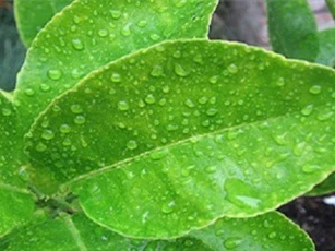 Bất ngờ với công dụng chữa bệnh của lá chanh