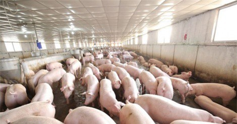 Lợn hơi tăng giá: Người nông dân có thêm tiền sắm Tết