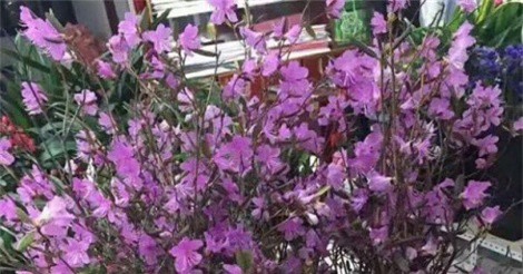 Thực hư chuyện "đỗ quyên ngủ đông" - loài hoa đang gây "sốt" dịp Tết 2018 bị tẩm hóa chất