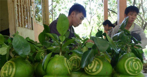 Trái cây tạo hình giảm 70% số lượng, giá có thể tăng cao