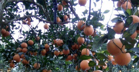 Trồng cam Vinh trên đất dốc, lãi hơn 600 triệu/năm