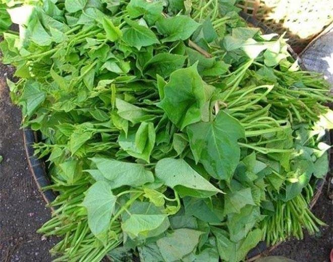Bất ngờ với cách dùng rau khoai lang trị "bách bệnh"