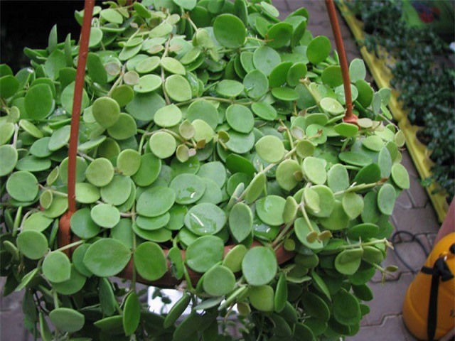 Cách trồng cây đô la thu hút tài lộc, may mắn đón năm mới