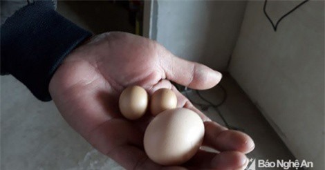Sửng sốt với gà trống đẻ trứng ở Nghệ An
