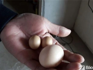 Sửng sốt với gà trống đẻ trứng ở Nghệ An