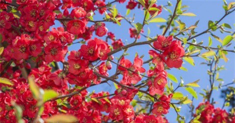 Tận mục loài hoa mai “hot” nhất Tết Nguyên đán