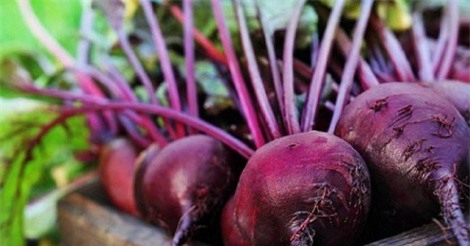 Củ dền tím - "trợ thủ" đắc lực cho người chơi thể thao, tập gym