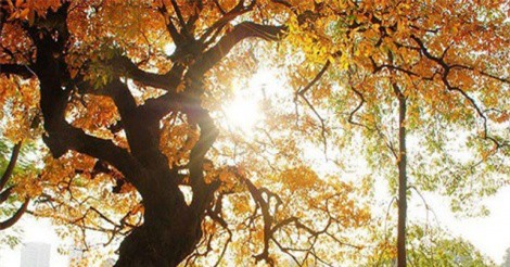 DỰ BÁO THỜI TIẾT (23/1): Bắc Bộ tăng nhiệt, Hà Nội hửng nắng