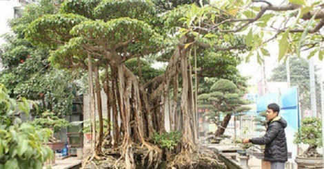 Ngỡ ngàng với "siêu phẩm" cây sanh trị giá 5 tỷ đồng của đại gia Hà thành