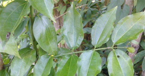 Những lời nguyền rùng rợn về gốc cây “nuốt mạng người” cuối cùng còn sót lại