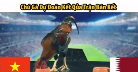 “Tiên tri” gà dự đoán U23 Việt Nam đả bại U23 Qatar
