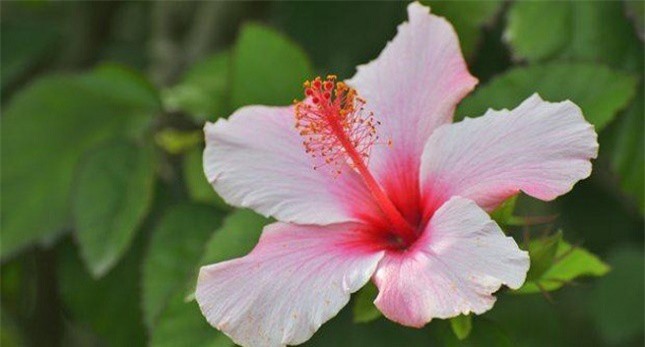 Ngỡ ngàng với công dụng tuyệt vời của hoa dâm bụt