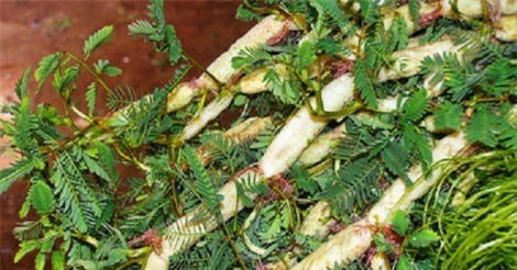 Công dụng chữa bệnh ít ai biết từ rau nhút