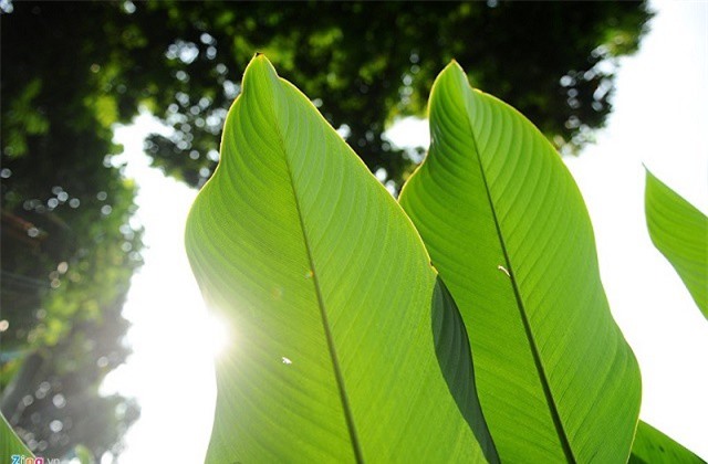 Lá dong gói bánh chưng có thể giải rượu, bia hiệu quả