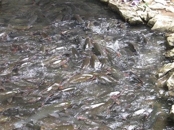 Những giai thoại bí ẩn về suối cá thần Cẩm Lương