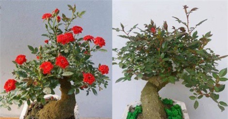 "Cháy hàng" hoa hồng giả cổ giá 1 triệu đồng/cây