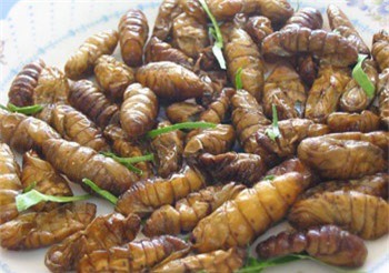 Hàng loạt bài thuốc quý trị phong, bổ thận từ nhộng tằm