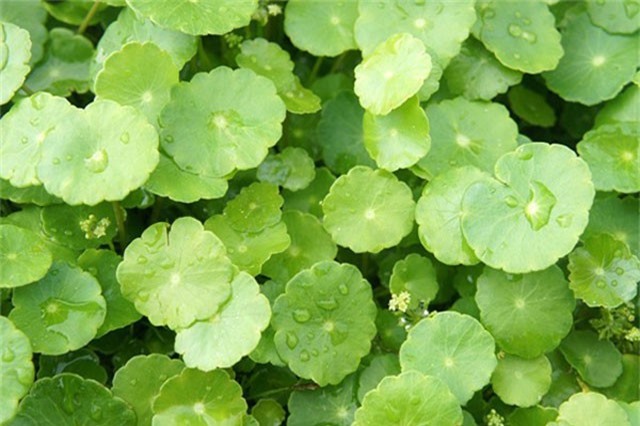 6 công dụng và tác hại của rau má