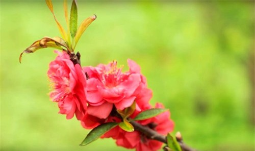 Tết với “hương vị” đào Thất Thốn còn lại   