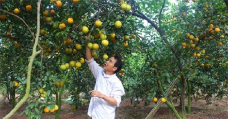 Thành tỷ phú nhờ trồng cam theo mô hình VietGAP