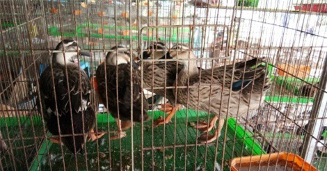 Dân Sài Thành đổ về chợ chim trời "săn" đặc sản Tết