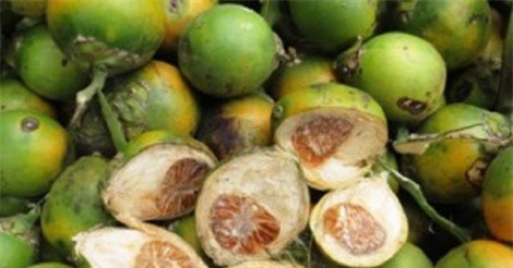 Ngỡ ngàng với lợi ích sức khỏe của hạt cau