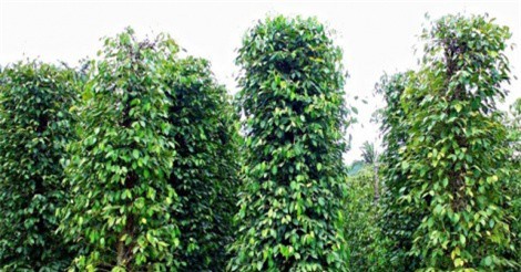 Bộ trưởng NN&PTNT lo tiêu phát triển thần tốc, phá vỡ cả ngành hàng