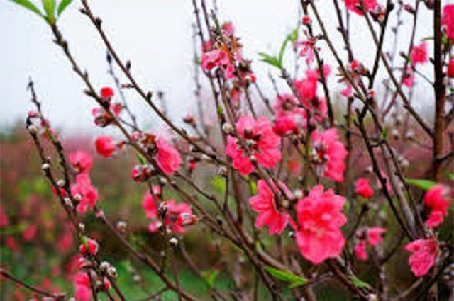 Cây đào ngày Tết có công dụng sức khỏe như thế nào?