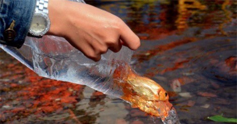 Nguồn gốc, ý nghĩa của ngày Tết ông Công ông Táo