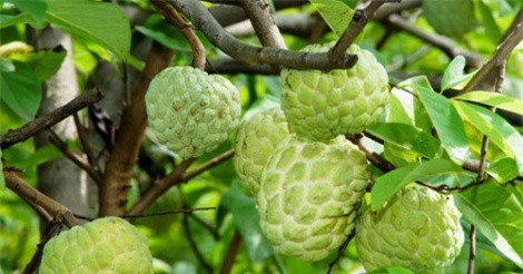 Những bài thuốc quý từ quả na