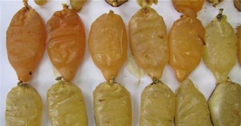 Nuốt 60 bao cao su chứa đầy ma túy để qua mặt an ninh sân bay 