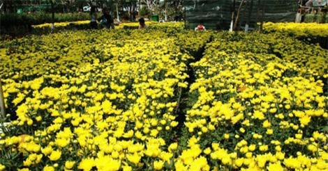 Hoa tr&#xFA;ng T&#x1EBF;t, nh&#xE0; v&#x1B0;&#x1EDD;n d&#x1EF1; thu b&#x1EA1;c t&#x1EF7;