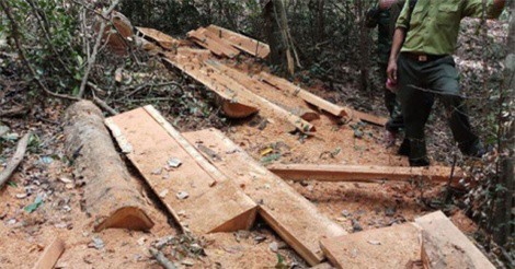 Điều tra vụ phá rừng quy mô lớn tại Vườn quốc gia Yok Đôn