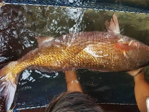 Khánh Hòa: Câu được 6 con cá giống cá sủ vàng cực kỳ quý hiếm