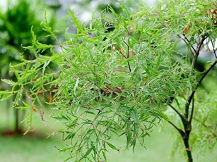 Lá đinh lăng và những bài thuốc chữa bệnh, làm đẹp cực hay