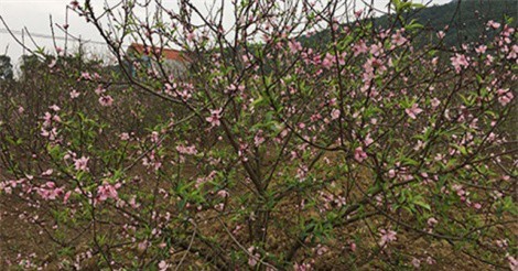 Làng đào phai xứ Thanh mất tết vì hoa nở sớm