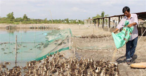 Nuôi vịt trời, thu lãi nửa tỷ đồng mỗi năm