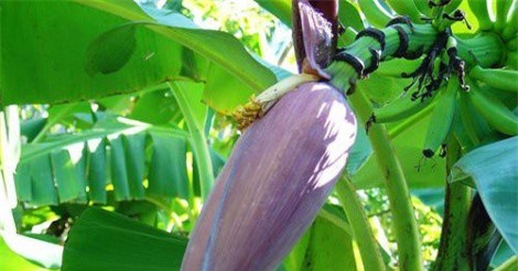 Bất ngờ với công dụng chữa đau dạ dày từ hoa chuối