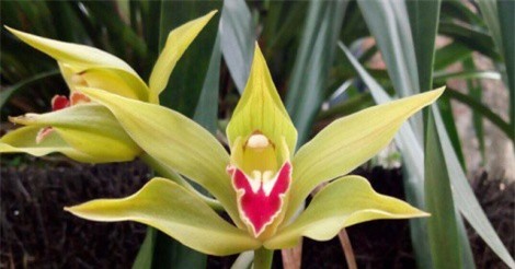 Chi 100 triệu thuê chậu lan xanh ngọc huyền thoại chơi Tết