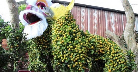 Clip: Chiêm ngưỡng cặp chó tắc kiểng khổng lồ ở miền Tây