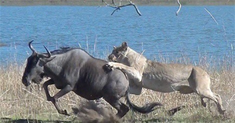 Clip: Ngụy trang tuyệt đỉnh, sư tử đoạt mạng linh dương đầu bò trong chớp mắt