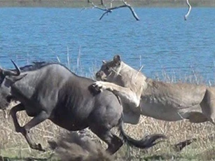 Clip: Ngụy trang tuyệt đỉnh, sư tử đoạt mạng linh dương đầu bò trong chớp mắt