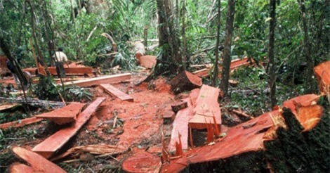 Đăk Nông: Truy bắt "lâm tặc", hạt phó kiểm lâm bị đâm trọng thương