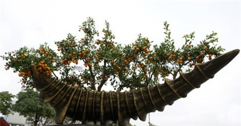 Giật mình với giá các loại cây cảnh độc lạ dịp Tết Mậu Tuất 2018