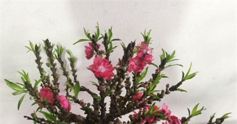 Tranh nhau mua đào Tiến Vua bé tí hon đắt ngang iPhone X